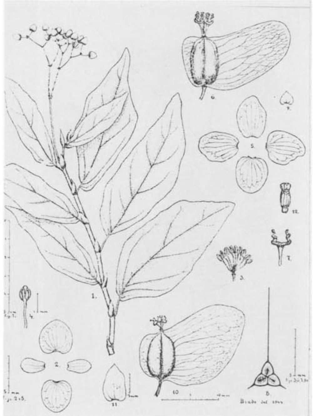B. inconspicua